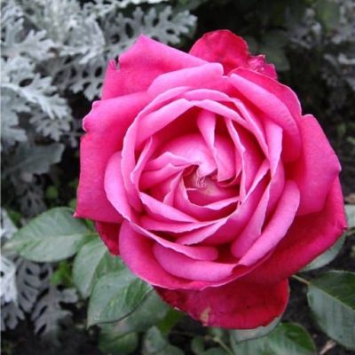 Роза Сентер Ройял фото