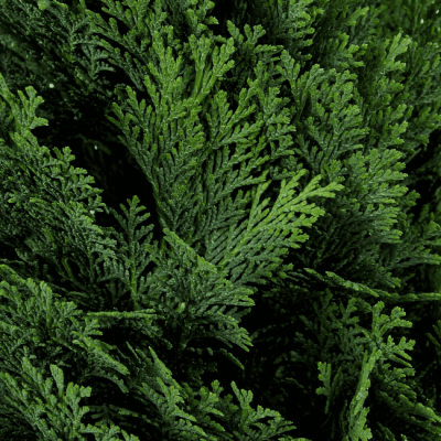 Кипарисовик Лавсона Минима Глаука Кипарисовик Лавсона Минима Глаука фото