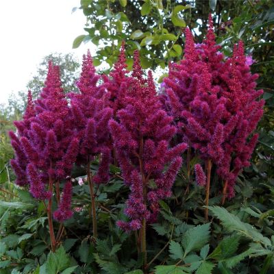 Астильба китайская Вижнс Астильба китайская Вижнс - Dolina-Sad.Ru