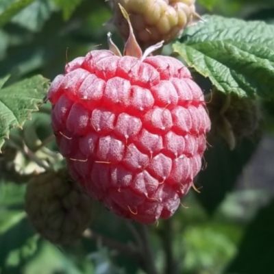 Малина Зева Хебстерн/Ремонтантная фото