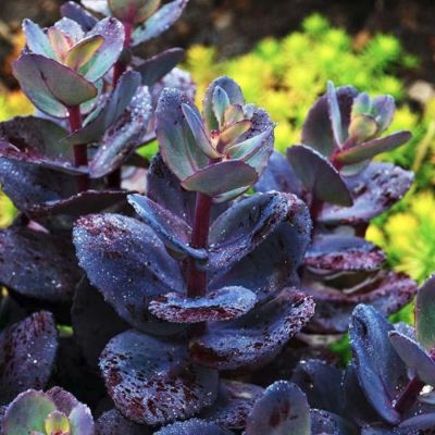 Седум Блю Перл Седум Блю Перл - Dolina-Sad.Ru