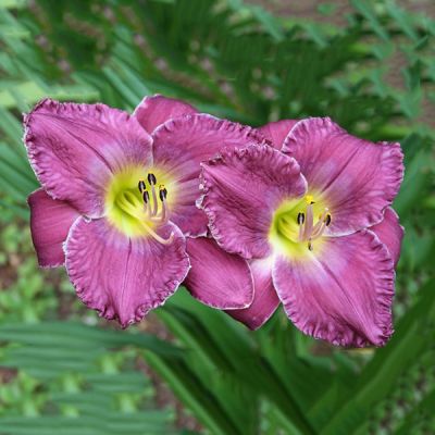 Лилейник Фэйс оф зэ Старс Лилейник Фэйс оф зэ Старс фото