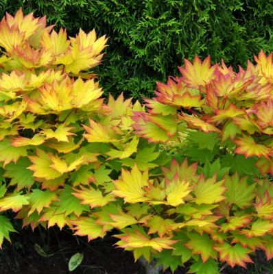 Клён дланевидный Катсура Клён дланевидный Катсура фото