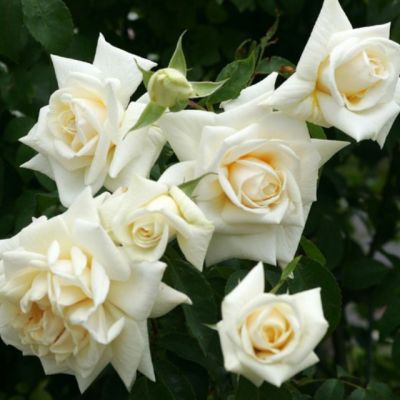 Роза Ильзе Крон Супериор Роза Ильзе Крон Супериор - Dolina-Sad.Ru