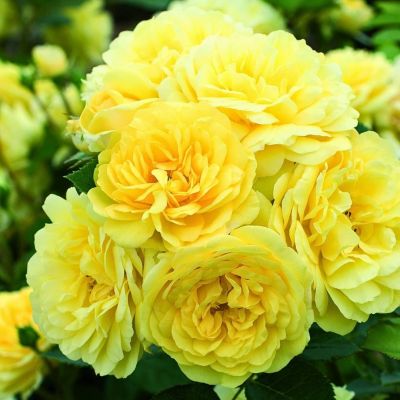 Роза Штамбовая Анни Дюпрей Роза Штамбовая Анни Дюпрей - Dolina-Sad.Ru