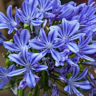 Агапантус Хедберн Гибридс Агапантус Хедберн Гибридс - Dolina-Sad.Ru