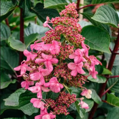 Гортензия метельчатая Инфинити Гортензия метельчатая Инфинити - Dolina-Sad.Ru