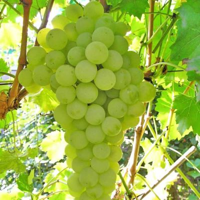 Виноград Сурученский Виноград Сурученский фото