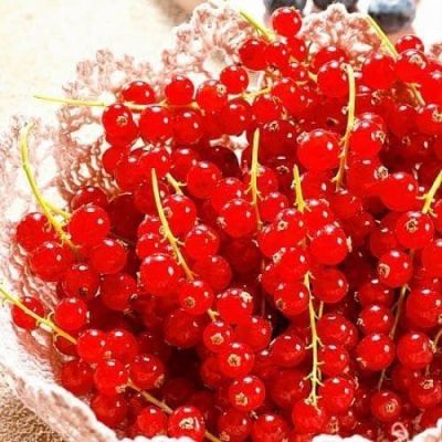 Смородина Красная Ненаглядная Смородина Красная Ненаглядная фото