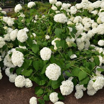 Гортензия древовидная Баунти, С2 Гортензия древовидная Баунти, С2 - Dolina-Sad.Ru