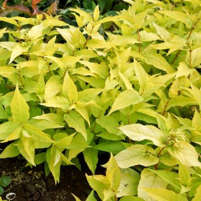 Диервилла ручейная Диервилла ручейная - Dolina-Sad.Ru