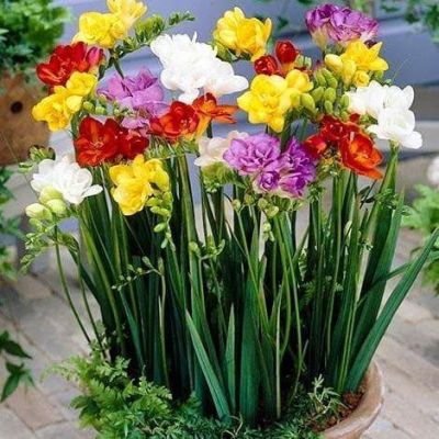 Фрезии Дабл Смесь фото