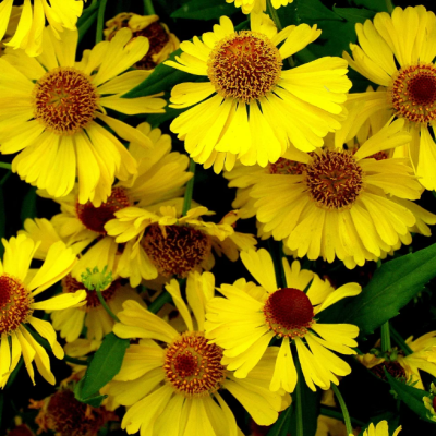 Гелениум осенний Хелена Голд фото