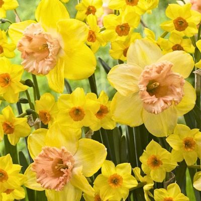 Нарцисс Колор Ран Нарцисс Колор Ран - Dolina-Sad.Ru