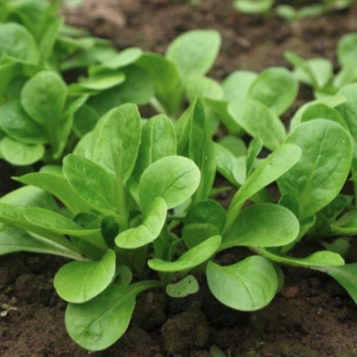 Салат корн Бистро Салат корн Бистро фото