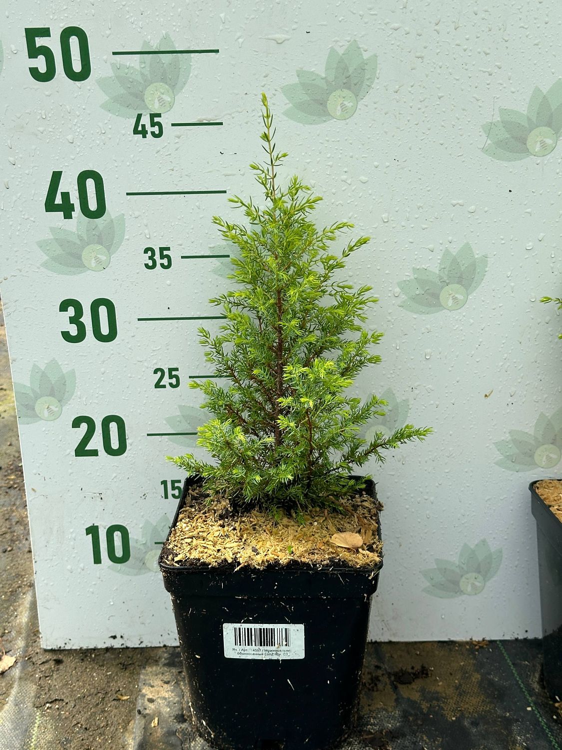 Можжевельник обыкновенный Голд Кон, С3 Можжевельник обыкновенный Голд Кон, С3 - Dolina-Sad.Ru