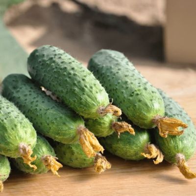 Огурец Капитошка F1 (А) Огурец Капитошка F1 (А) фото