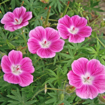 Герань кроваво-красная Эльке Герань кроваво-красная Эльке - Dolina-Sad.Ru