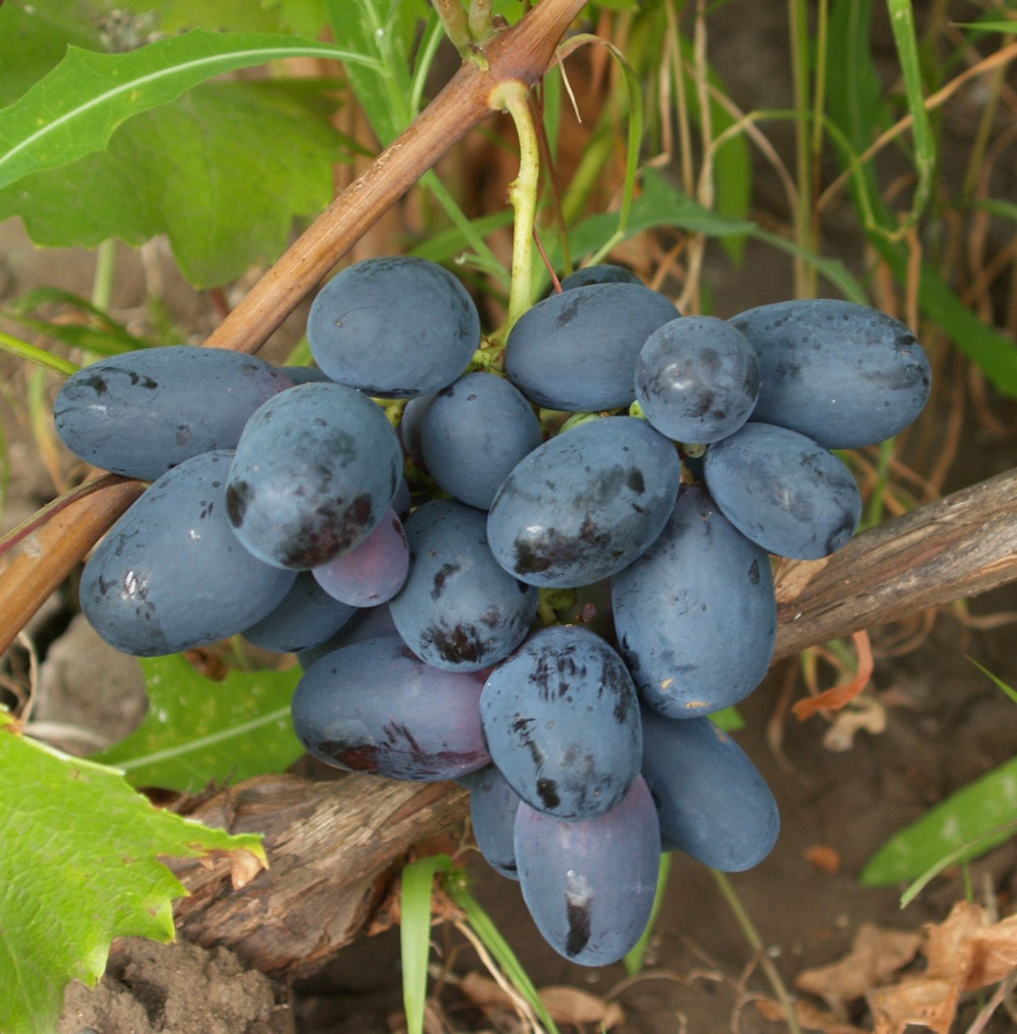 Виноград Велика Виноград Велика - Dolina-Sad.Ru