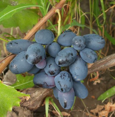 Виноград Велика Виноград Велика - Dolina-Sad.Ru