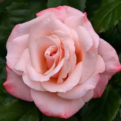 Роза Анна Роза Анна - Dolina-Sad.Ru