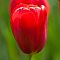 Тюльпан Скай Хай Скарлет Тюльпан Скай Хай Скарлет фото