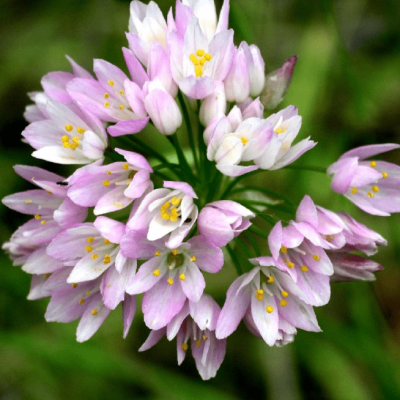 Аллиум Розеум Аллиум Розеум фото