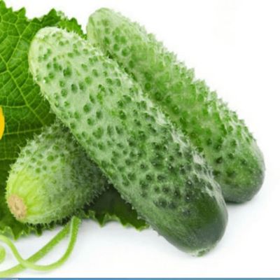 Огурец Пасамонте F1 Огурец Пасамонте F1 фото