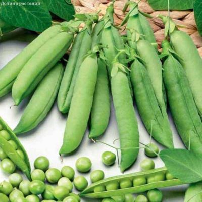 Горох овощной Прима Горох овощной Прима фото