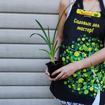 Лилейник Фэйс оф зэ Старс Лилейник Фэйс оф зэ Старс фото