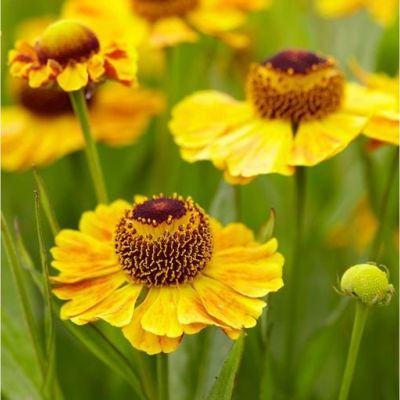 Гелениум Зимбелштерн - Dolina-Sad.Ru