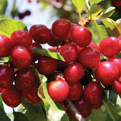 Черешня колоновидная Хелена Черешня колоновидная Хелена - Dolina-Sad.Ru