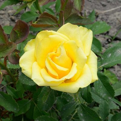 Роза Соуза Роза Соуза - Dolina-Sad.Ru