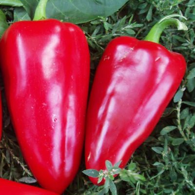 Перец Богатырь фото