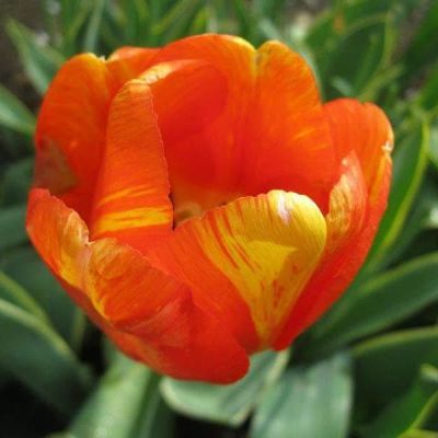 Тюльпан Мистик Гарант фото