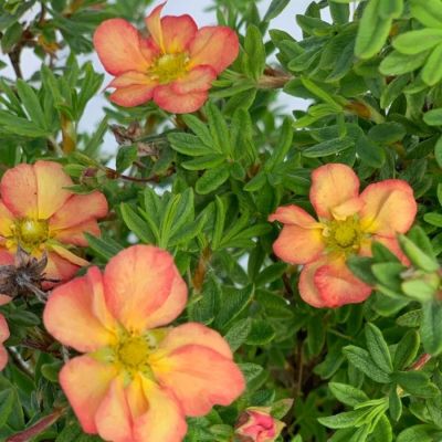 Лапчатка кустарниковая Белла Эппл, С2 Лапчатка кустарниковая Белла Эппл, С2 - Dolina-Sad.Ru