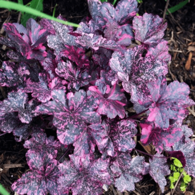 Гейхера Миднайт Роуз Селект Гейхера Миднайт Роуз Селект фото