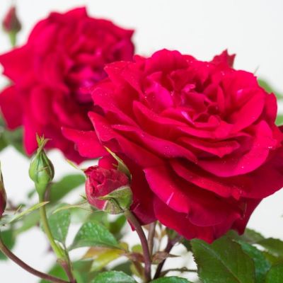 Роза Байкал Роза Байкал - Dolina-Sad.Ru