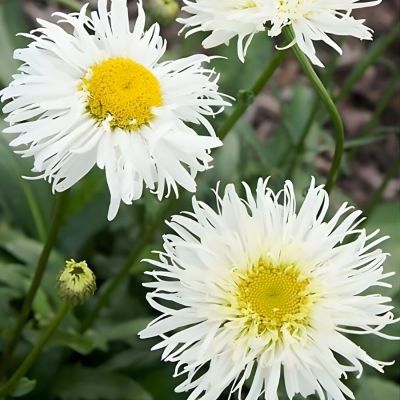 Нивяник крупный Сноудрифт Нивяник крупный Сноудрифт - Dolina-Sad.Ru