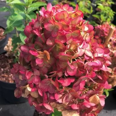 Гортензия метельчатая Петит Черри, С3 Гортензия метельчатая Петит Черри, С3 - Dolina-Sad.Ru