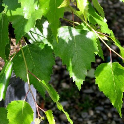 Береза повислая, С5 - Dolina-Sad.Ru