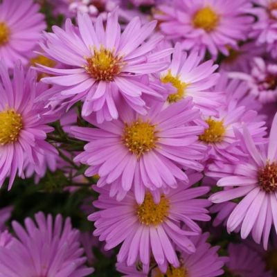 Астра кустарниковая Хербстгрусс вос Бруссурхоф - Dolina-Sad.Ru