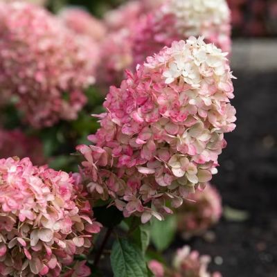 Гортензия метельчатая Расберри Пинк Гортензия метельчатая Расберри Пинк - Dolina-Sad.Ru