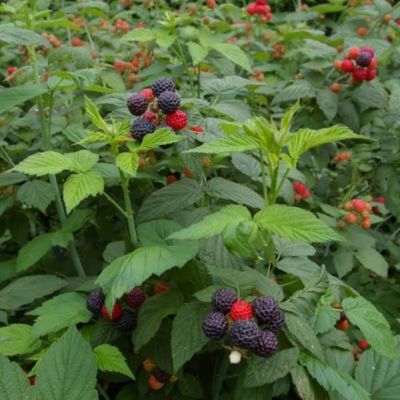 Малина Блэк Джевел/Летняя Малина Блэк Джевел/Летняя - Dolina-Sad.Ru