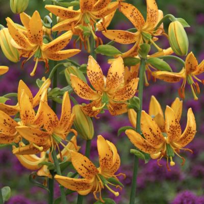 Лилия Террэйс Сити Лилия Террэйс Сити - Dolina-Sad.Ru