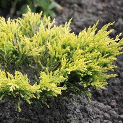 Можжевельник горизонтальный Лаймглоу Можжевельник горизонтальный Лаймглоу - Dolina-Sad.Ru