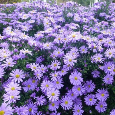Астра кустарниковая Профессор Киппенберг , C2 Астра кустарниковая Профессор Киппенберг , C2 фото