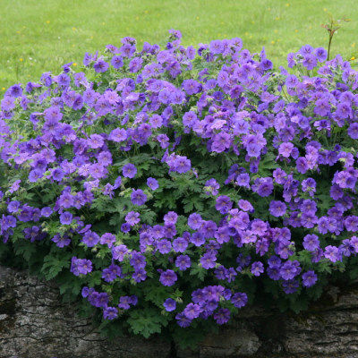 Герань великолепная Герань великолепная фото