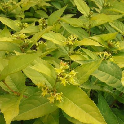 Диервилла ручейная Диервилла ручейная - Dolina-Sad.Ru