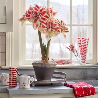 Амариллис Яркая нимфа Амариллис Яркая нимфа фото